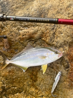 ショゴの釣果