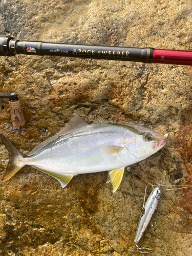 ショゴの釣果