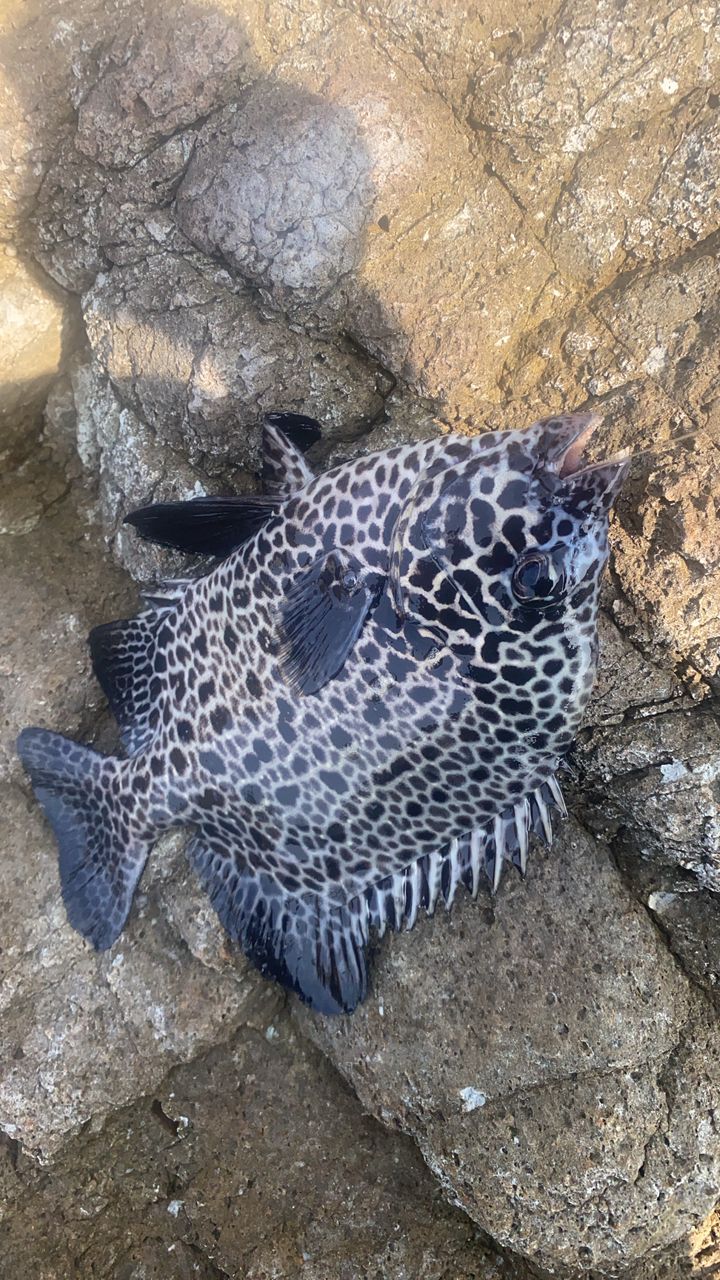 ショゴ