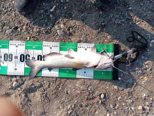 アメリカナマズの釣果