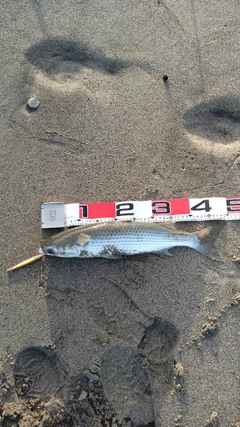ボラの釣果