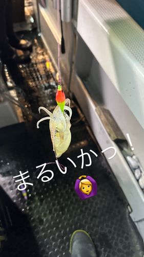 マルイカの釣果