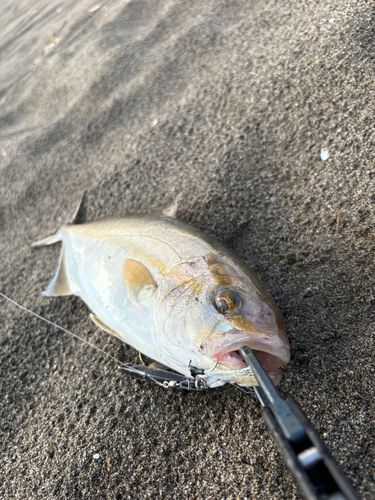 ショゴの釣果
