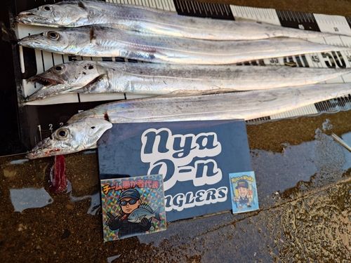 タチウオの釣果