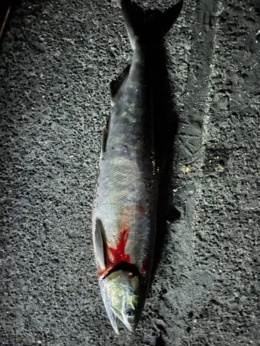 アキアジの釣果