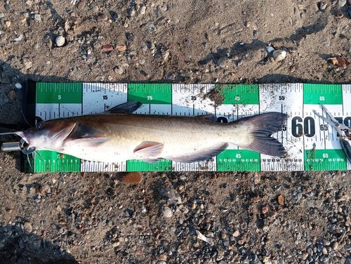 アメリカナマズの釣果