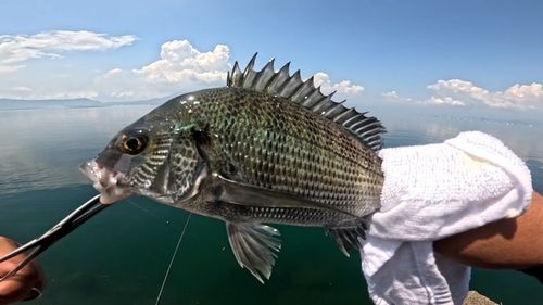 チヌの釣果