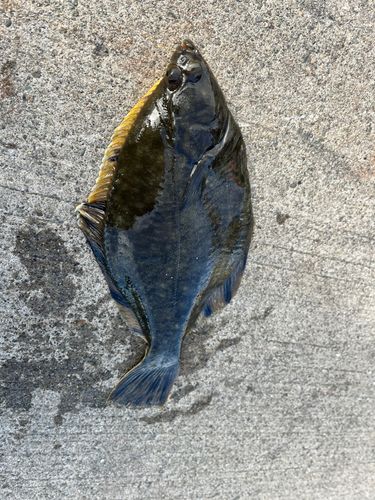 クロガシラガレイの釣果