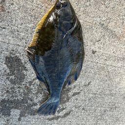 クロガシラガレイ