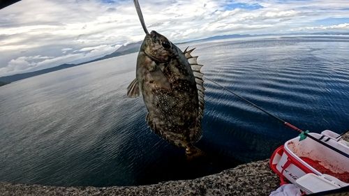 アイゴの釣果