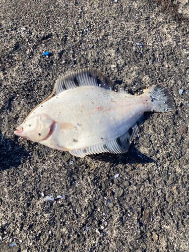 クロガシラガレイの釣果