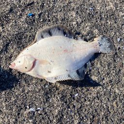 クロガシラガレイ