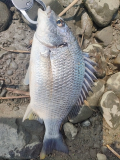 キビレの釣果