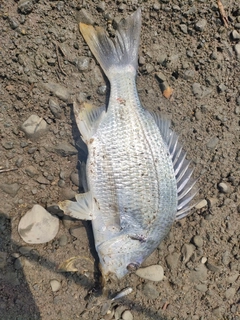 キビレの釣果
