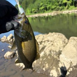 スモールマウスバス