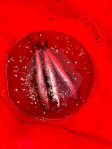 ウルメイワシの釣果