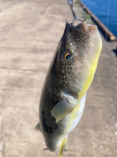 フグの釣果