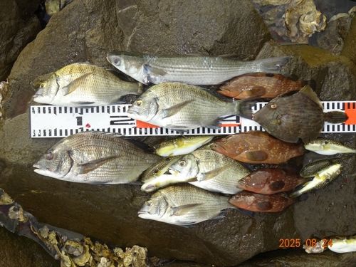 チヌの釣果