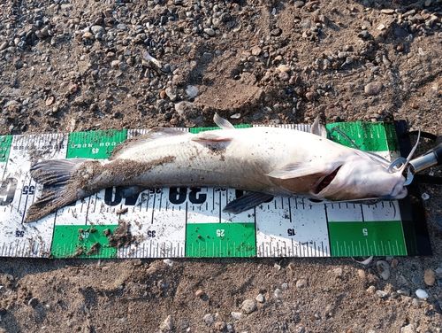 アメリカナマズの釣果