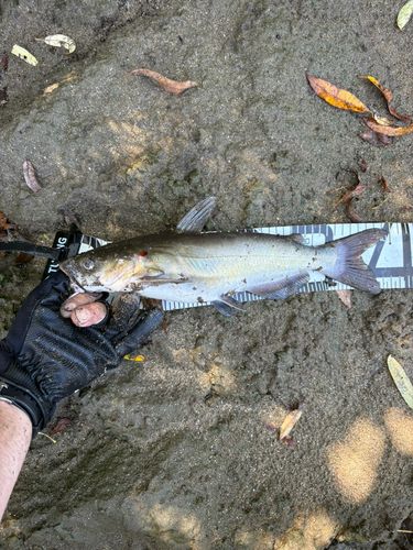 アメリカンキャットフィッシュの釣果