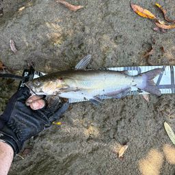 アメリカンキャットフィッシュ