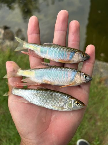 オイカワの釣果