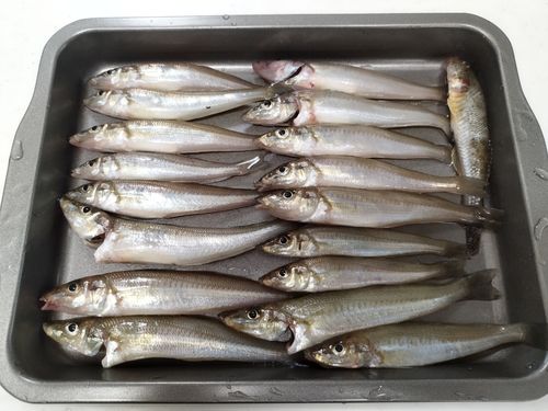 キスの釣果