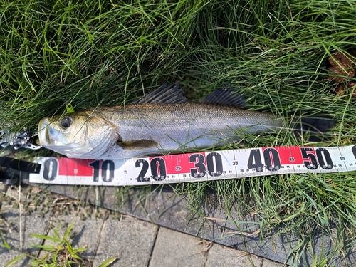 フッコ（マルスズキ）の釣果