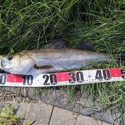 フッコ（マルスズキ）