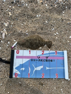 ソゲの釣果