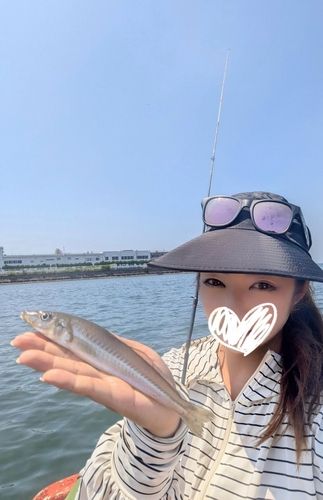 シロギスの釣果