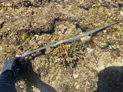 ヤガラの釣果