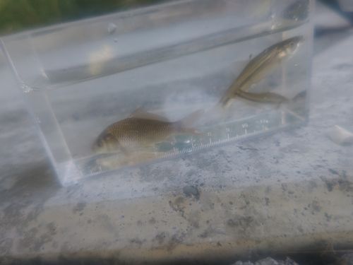 フナの釣果