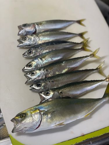 釣果