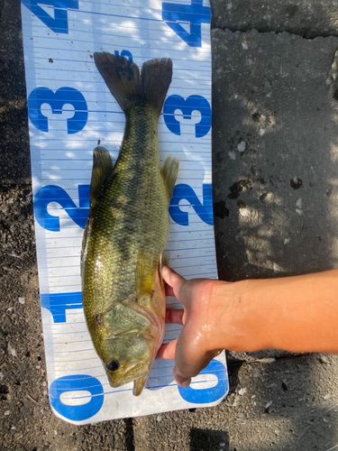 ラージマウスバスの釣果