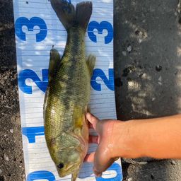 ラージマウスバス