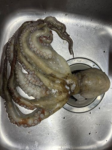 マダコの釣果