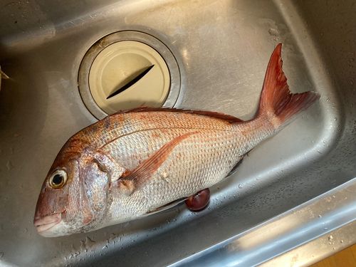 タイの釣果