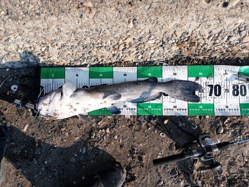 アメリカナマズの釣果