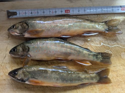 オショロコマの釣果