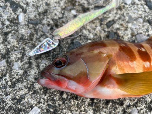アカハタの釣果