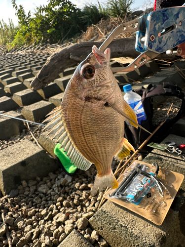 マハゼの釣果