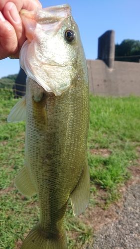 ラージマウスバスの釣果