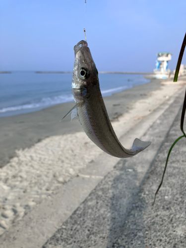 キスの釣果