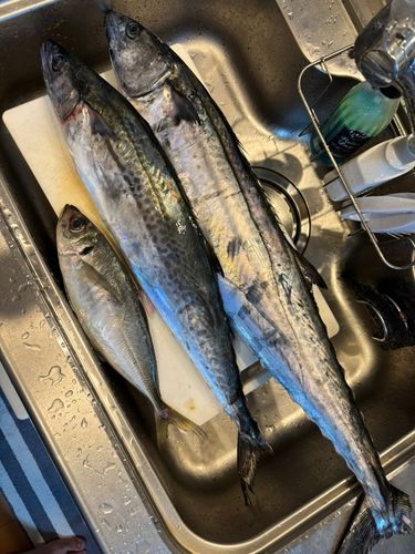 サワラの釣果