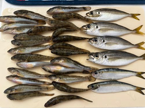 ハゼの釣果