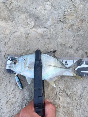 メッキの釣果