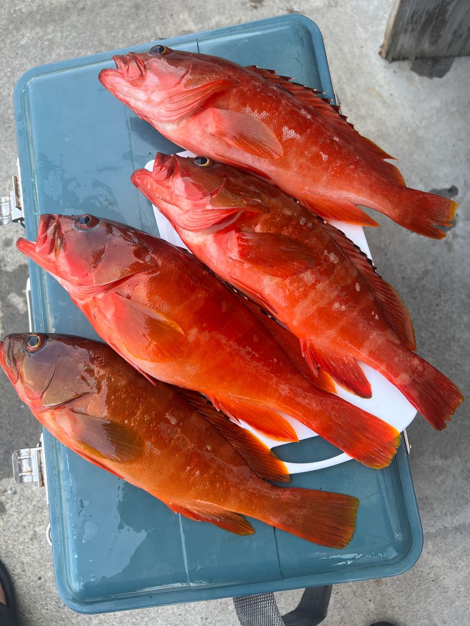 田舎さんさんの釣果 1枚目の画像