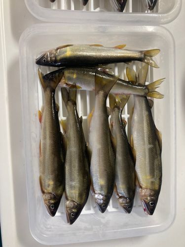 アユの釣果