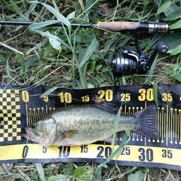 ラージマウスバス